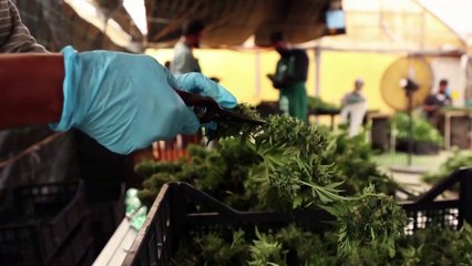 Italy's Cannabis Light Industry Faces Threat from New Legislation 🚨