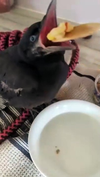 Mission crow safe