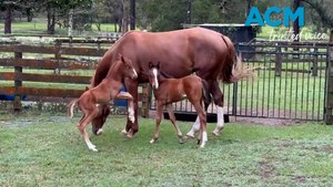 Rare twin foals born on Clybucca farm