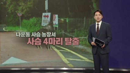 수원·의왕 이어 군산서도... "사슴 목격했다" [앵커리포트] / YTN