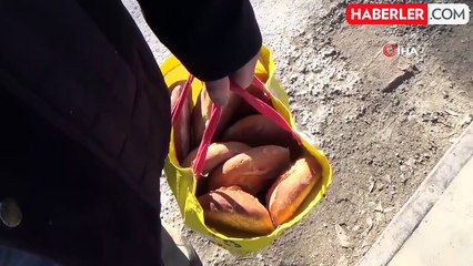 Kışın Habercisi Yaban Ördekleri Bayburt'ta