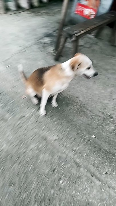 doggy