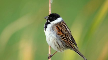 The Reed Bunting: Close Up HD Footage (Emberiza schoeniclus)