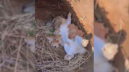 El llamativo vídeo de una mamá coneja amamantando a sus cinco crías en la madriguera