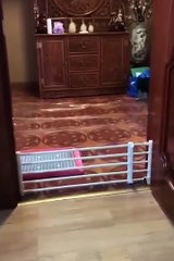 Funny Animals Compilation! 🐱🐶 Hilarious Pet Antics to Brighten Your Day!