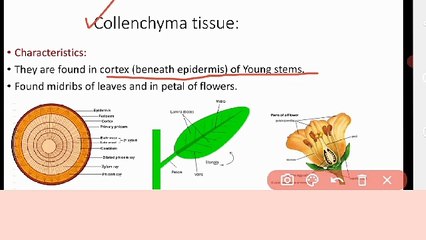 support tissues class 9 Biology in Urdu \ Hindi | collenchyma and sclerenchyma | lec # 35 | chp # 4