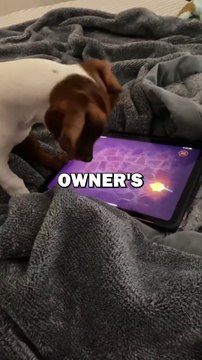 DOGS LOVE IPAD! #animals #cuteanimals #animalstories #pets #cute #dogs
