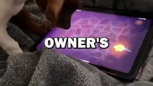 DOGS LOVE IPAD! #animals #cuteanimals #animalstories #pets #cute #dogs