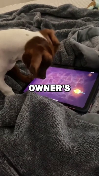 DOGS LOVE IPAD! #animals #cuteanimals #animalstories #pets #cute #dogs