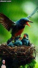 Surah Mulk |سوره الملك |The Key to 897#birds #shortsvideo #shortfeed #shorts #IslamicShorts #bird