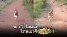 หนุ่มดัดนิสัยหมาชอบเห่าวิ่งไล่มอเตอร์ไซค์ เจอวิธีนี้เข้าไปวิ่งหนีหางจุกตูด !