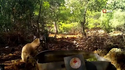 Karakulak su içerken fotokapana yakalandı