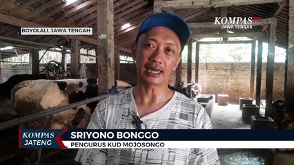 Peternak  di Boyolali Buang 50.000  Liter Susu Sapi