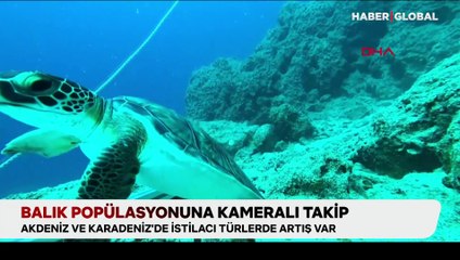 Balık popülasyonuna kameralı takip: Akdeniz ve Karadeniz'de istilacı türlerde artış var