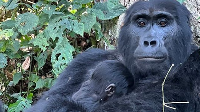 Woman's video diary of critically endangered mountain gorillas she is helping save