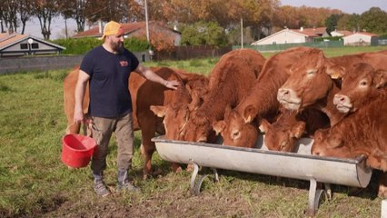 En France, la colère gronde chez des éleveurs "à bout de nerfs"