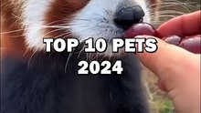 TOP 10 PETS 2024! #animals #cuteanimals #pets #top10 #shorts