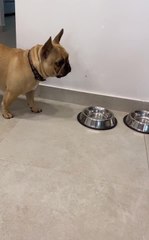 French Bulldog Catches Fly Mid-air