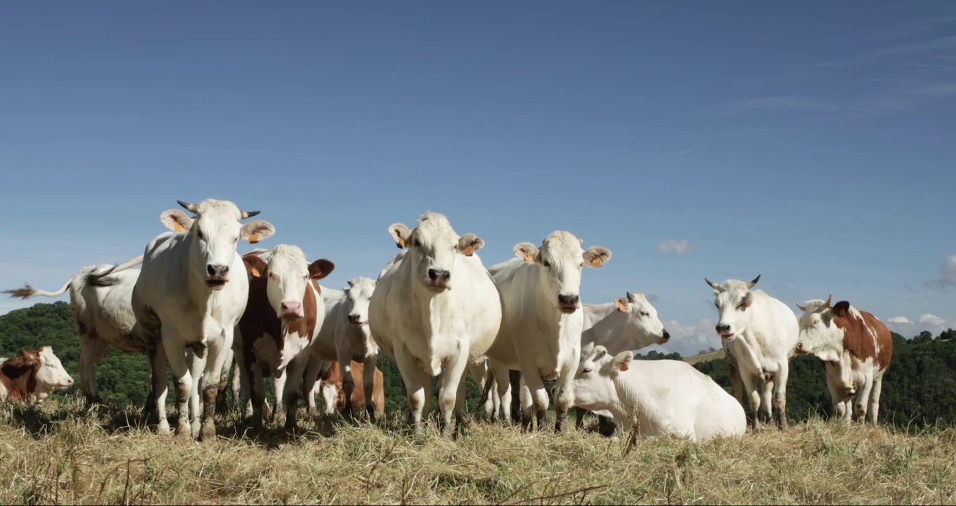 Parmigiano Reggiano Documentary 2