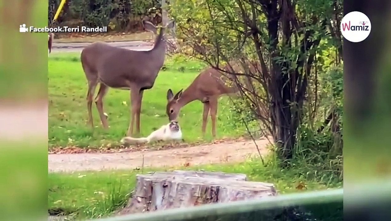 Jelenie zbliżają się do kota. Kilka sekund później rozgrywa się niezwykła scena (video)