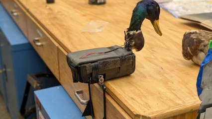 Forscher entwickeln Zombie-Drohnen - aus toten Enten und Tauben