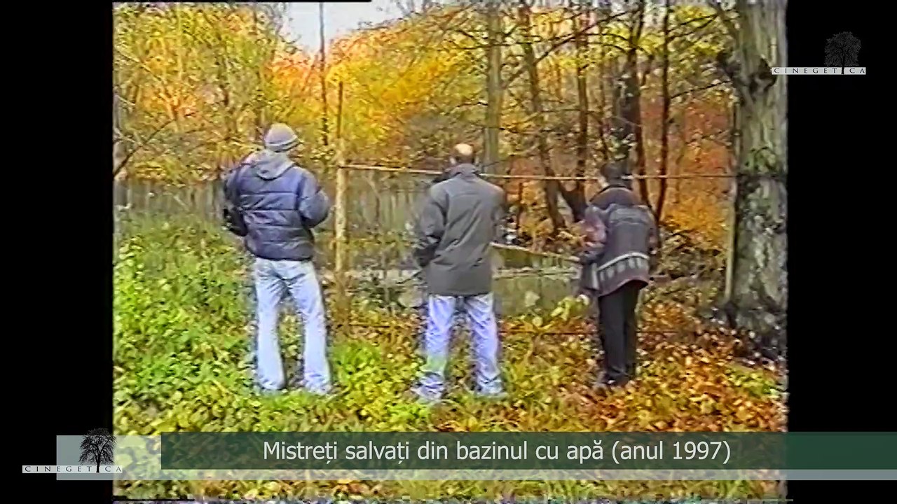 Mistreți salvați din bazinul cu apă (anul 1997)