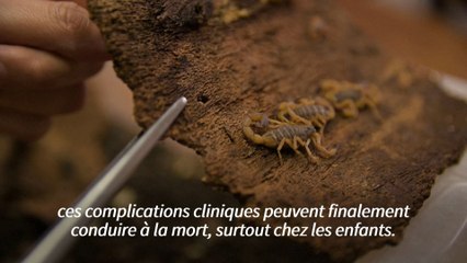 Invasion de scorpions au Brésil, qui devient l'animal venimeux le plus mortel du pays devant les serpents