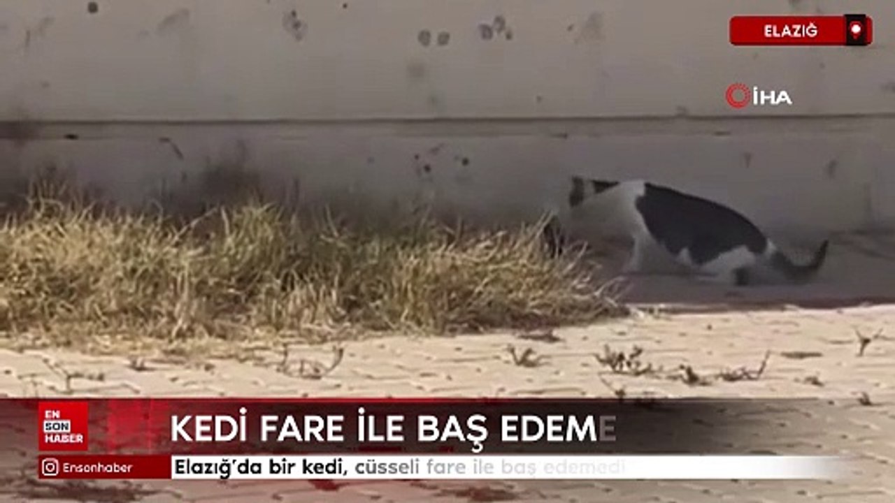Elazığ’da bir kedi, cüsseli fare ile baş edemedi
