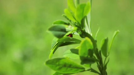 Parmigiano Reggiano Biodiversità
