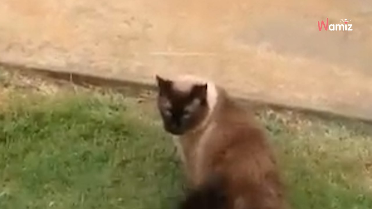 Katze sieht eine neue Katzenklappe. Nach ein paar Sekunden lachen sich alle schlapp!