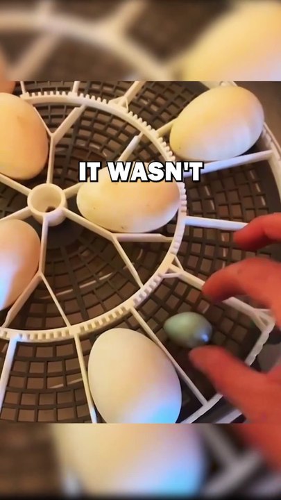 MYSTERY EGG! #animals #cuteanimals #animalstories #pets #animalrescue