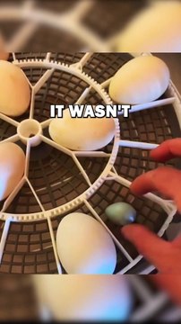 MYSTERY EGG! #animals #cuteanimals #animalstories #pets #animalrescue