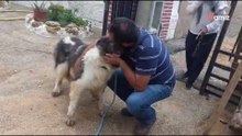 Kratos regresa a casa: el conmovedor reencuentro tras la DANA en Valencia que emociona a miles