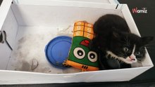 Un refugio descubre una caja de cartón colocada en su buzón con algo impensable en su interior