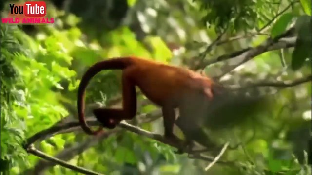 The Best Of Eagle Attacks 2018 - Most Amazing Moments Of Wild Animal Fights! Wild Discovery Animals