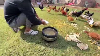 shehar mein dehat ep 86 2024 animal mini zoo New Home Almost Completed 😍 Turab Ny  Bakriyan Khareed li