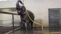 Una elefanta aprende a utilizar una manguera para ducharse