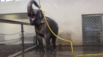 Una elefanta aprende a utilizar una manguera para ducharse