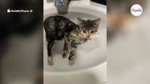 Kociak zakrada się do łazienki. Kiedy opiekun wchodzi do środka, nie wierzy własnym oczom