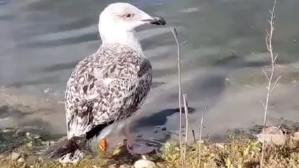 Red listed seagull 'deliberately' killed at McDonald's weeks after being rescued