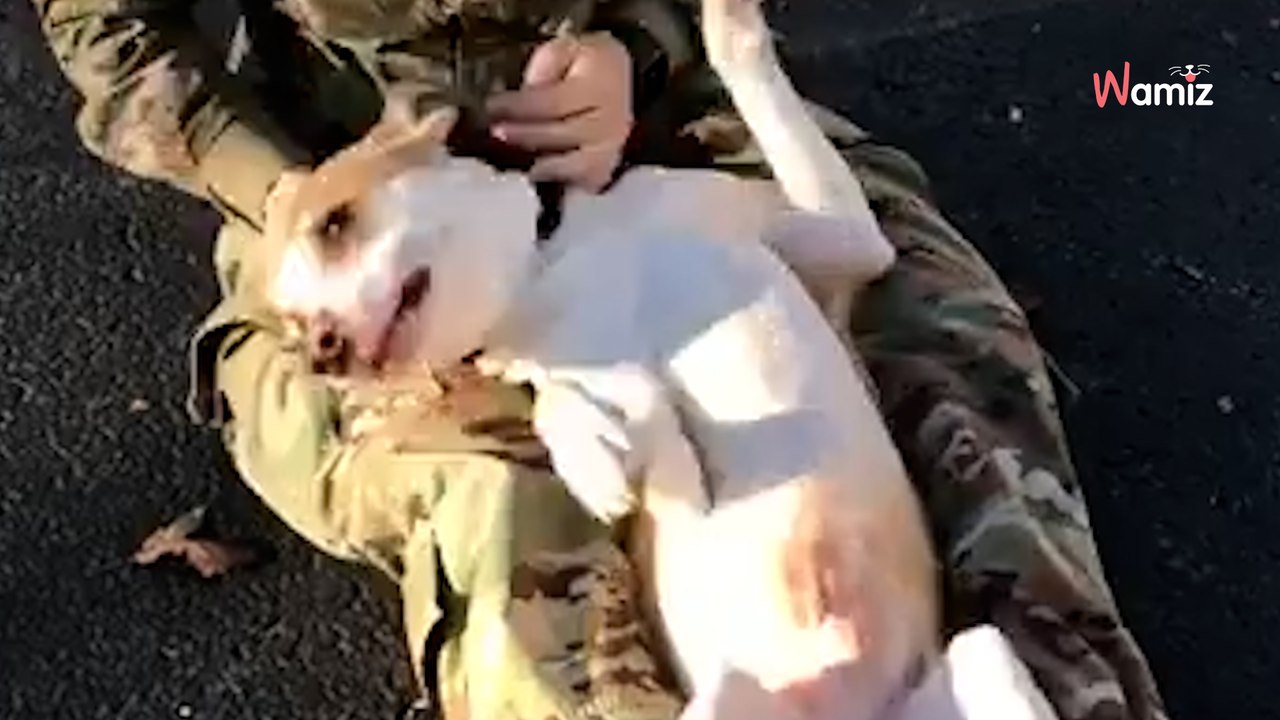 Frauchen sieht hund nach monaten wieder, doch er reagiert anders als geplant