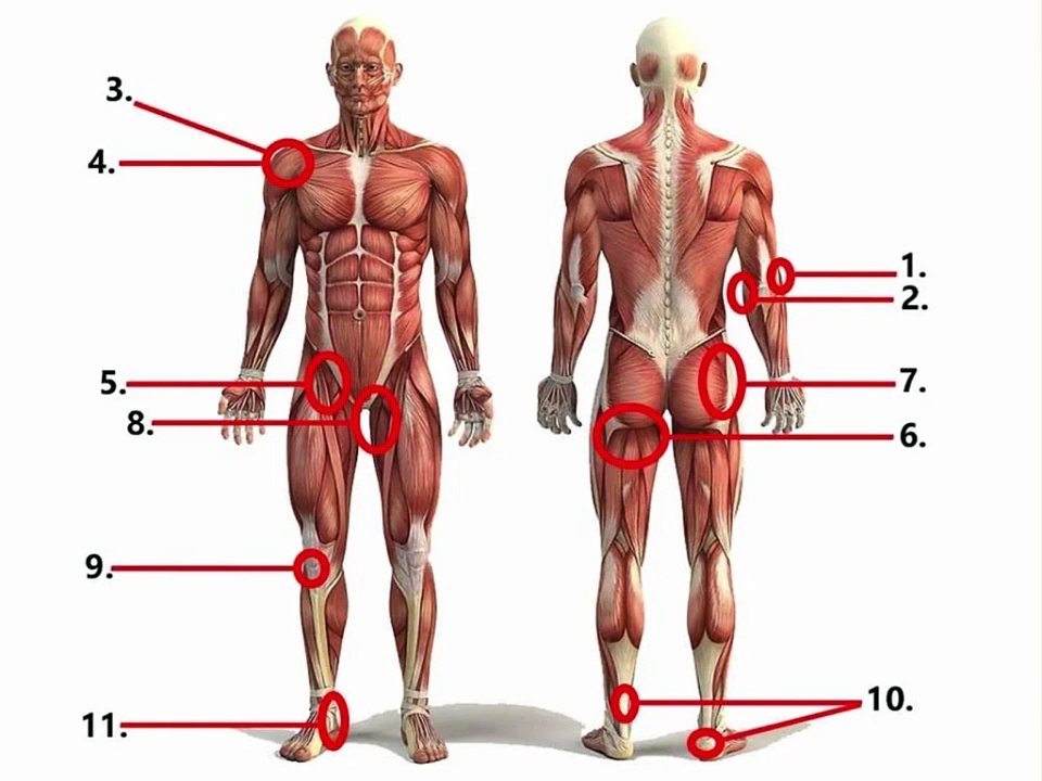 what are tendons, what are the causes of tendon injury and best exercise for tendon injury