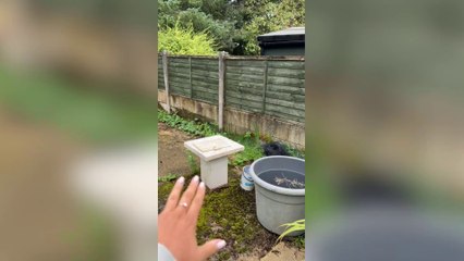 Shocking Theft: Entire Shed Vanishes from Woman's Garden 🚪