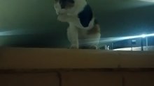 New Cat Vdieo