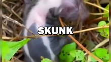 SAVING BABY SKUNK! #animals #cuteanimals #animalstories #pets #cute