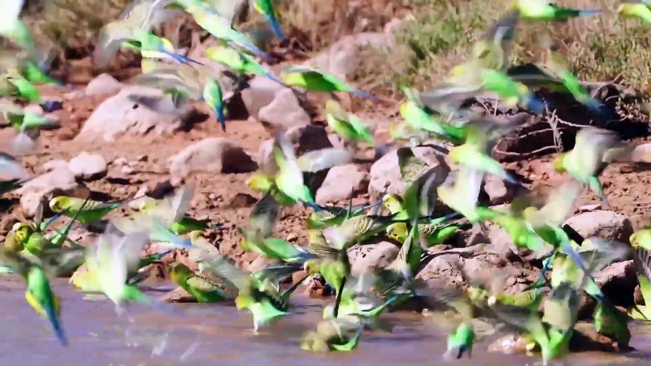 Catch And Cook In Mangrove Forest With Hand Spear_ #WildlifeRescue #SaveTheAnimals #NatureLovers #TideTrouble
