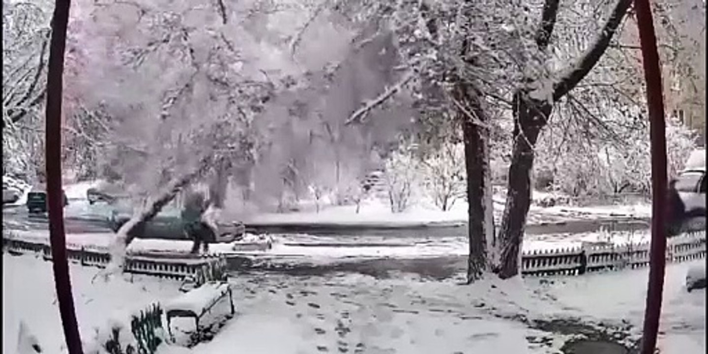 Le danger de la neige dans les arbres