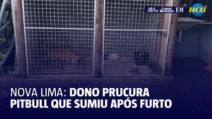 Dono de depósito procura pitbull após furto de botijões de gás em Nova Lima