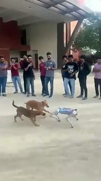 Videos | Short video | funny | dog | dog fight | robot | entertainment | animals cat