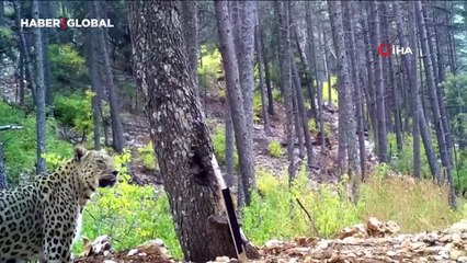 Anadolu parsı fotokapanda